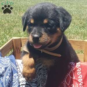 Kisha, Rottweiler Puppy